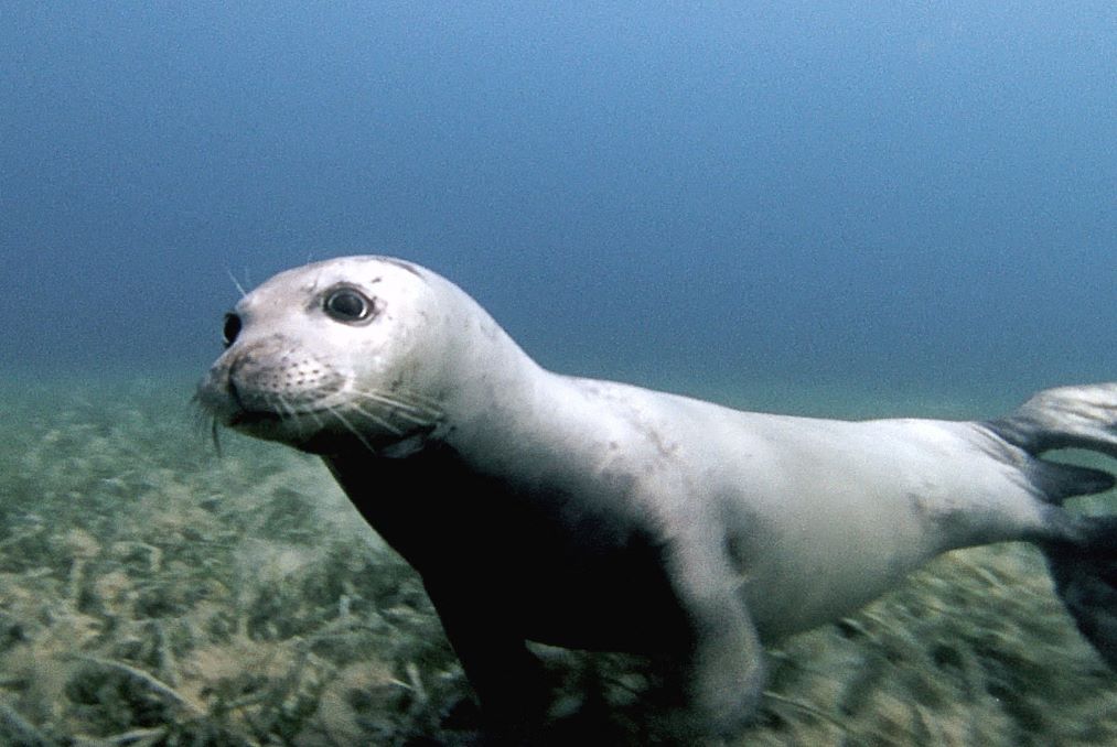 Santuario Pelagos: nuova collaborazione scientifica per lo studio della foca monaca Santuario Pelagos: nuova collaborazione scientifica per lo studio della foca monaca