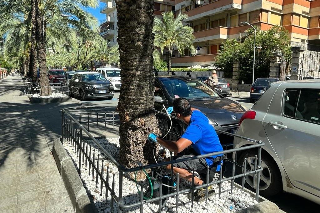Chiavari, continua la lotta al punteruolo rosso Chiavari, continua la lotta al punteruolo rosso