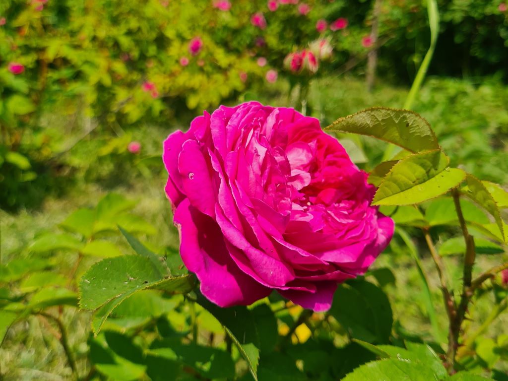 A Busalla è nata l’associazione “Produttori di rose antiche della valle Scrivia” A Busalla è nata l’associazione “Produttori di rose antiche della valle Scrivia”