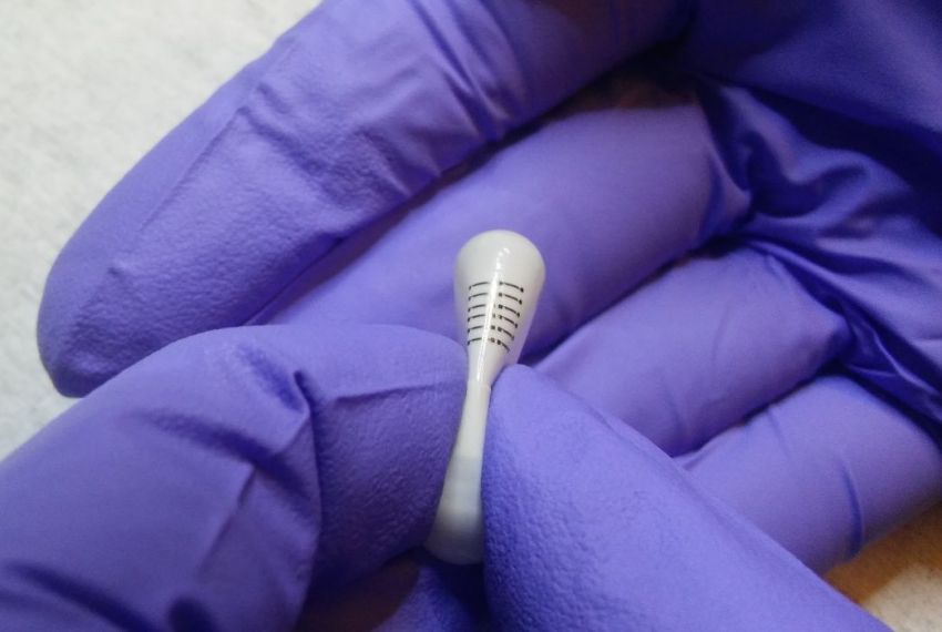 Dall’Iit arriva il primo circuito commestibile proveniente dalla corazza dei granchi Dall’Iit arriva il primo circuito commestibile proveniente dalla corazza dei granchi