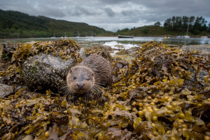 Wwf: in Liguria è tornata la lontra Wwf: in Liguria è tornata la lontra