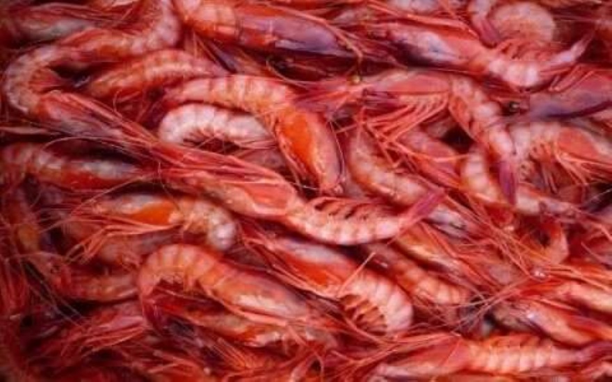Pesca a strascico, oggi mobilitazione nei porti liguri contro il piano Ue Pesca a strascico, oggi mobilitazione nei porti liguri contro il piano Ue