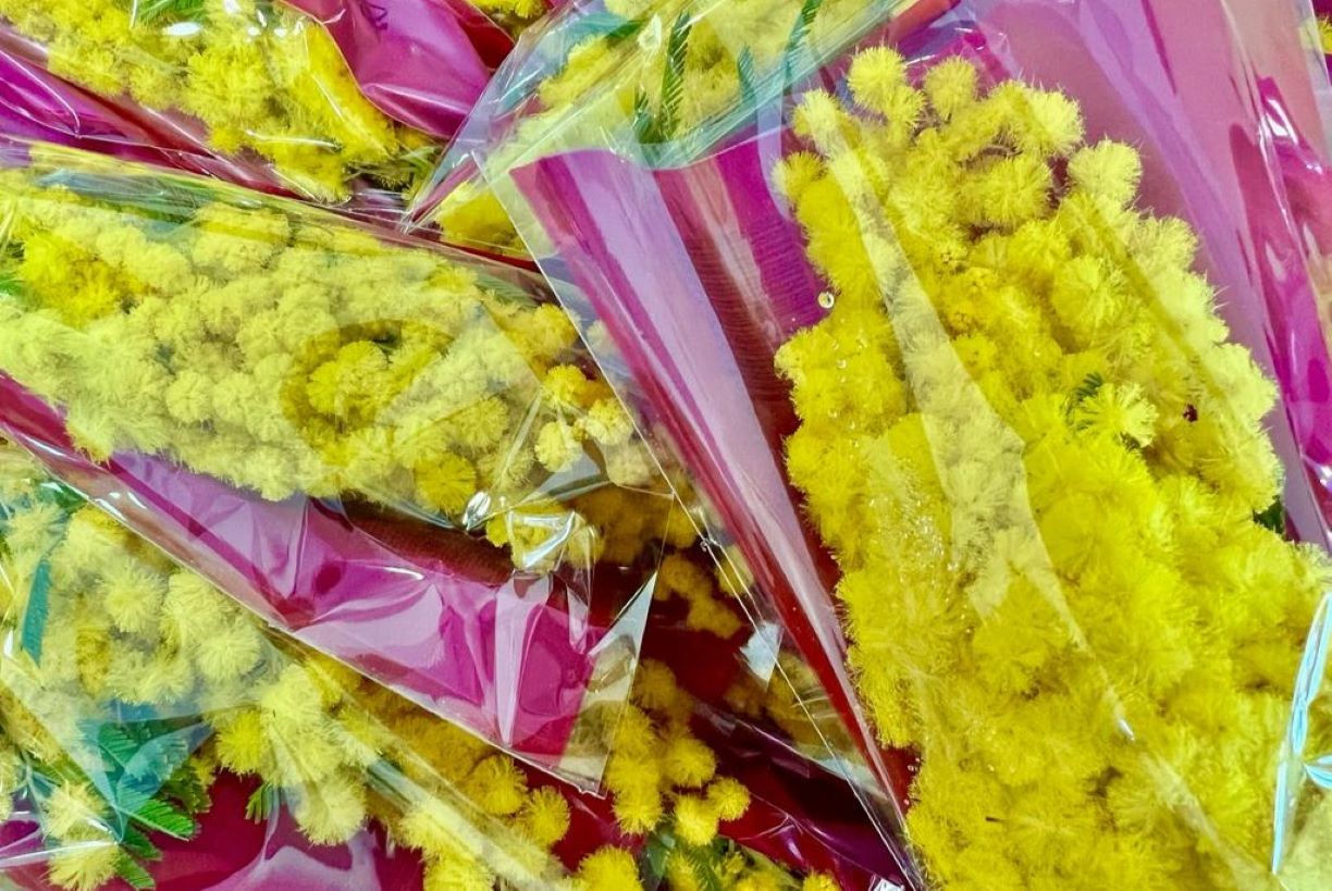 Coldiretti: nove mimose su 10 sono prodotte in Liguria Coldiretti: nove mimose su 10 sono prodotte in Liguria