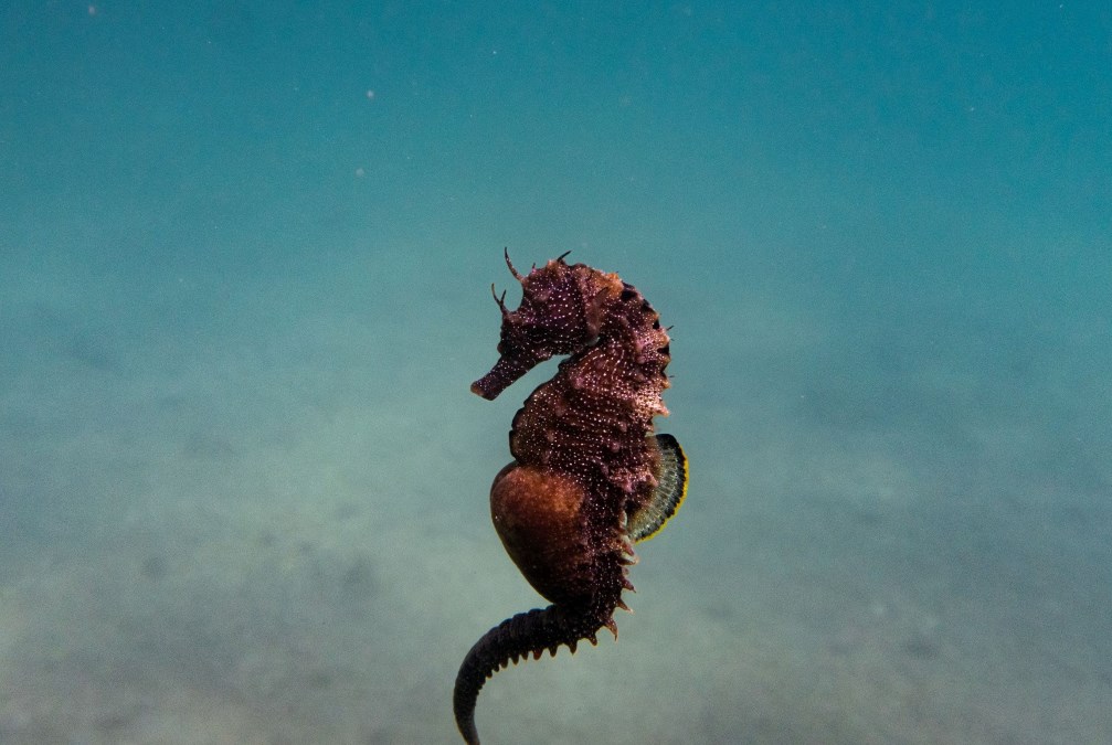 All’Acquario di Genova il progetto di riproduzione dei cavallucci marini di Taranto All’Acquario di Genova il progetto di riproduzione dei cavallucci marini di Taranto