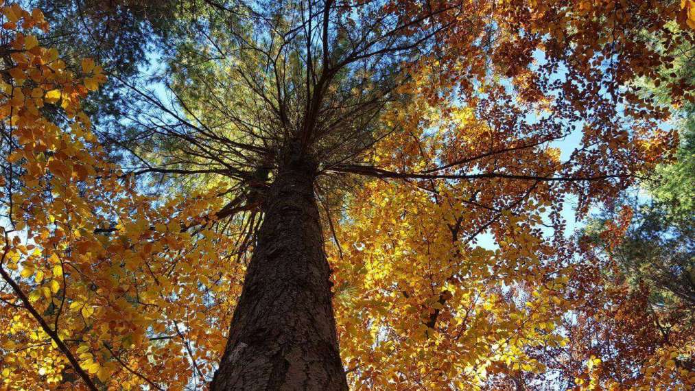Il foliage nel Parco dell’Aveto tra tour in e-bike e trekking fotografici Il foliage nel Parco dell’Aveto tra tour in e-bike e trekking fotografici