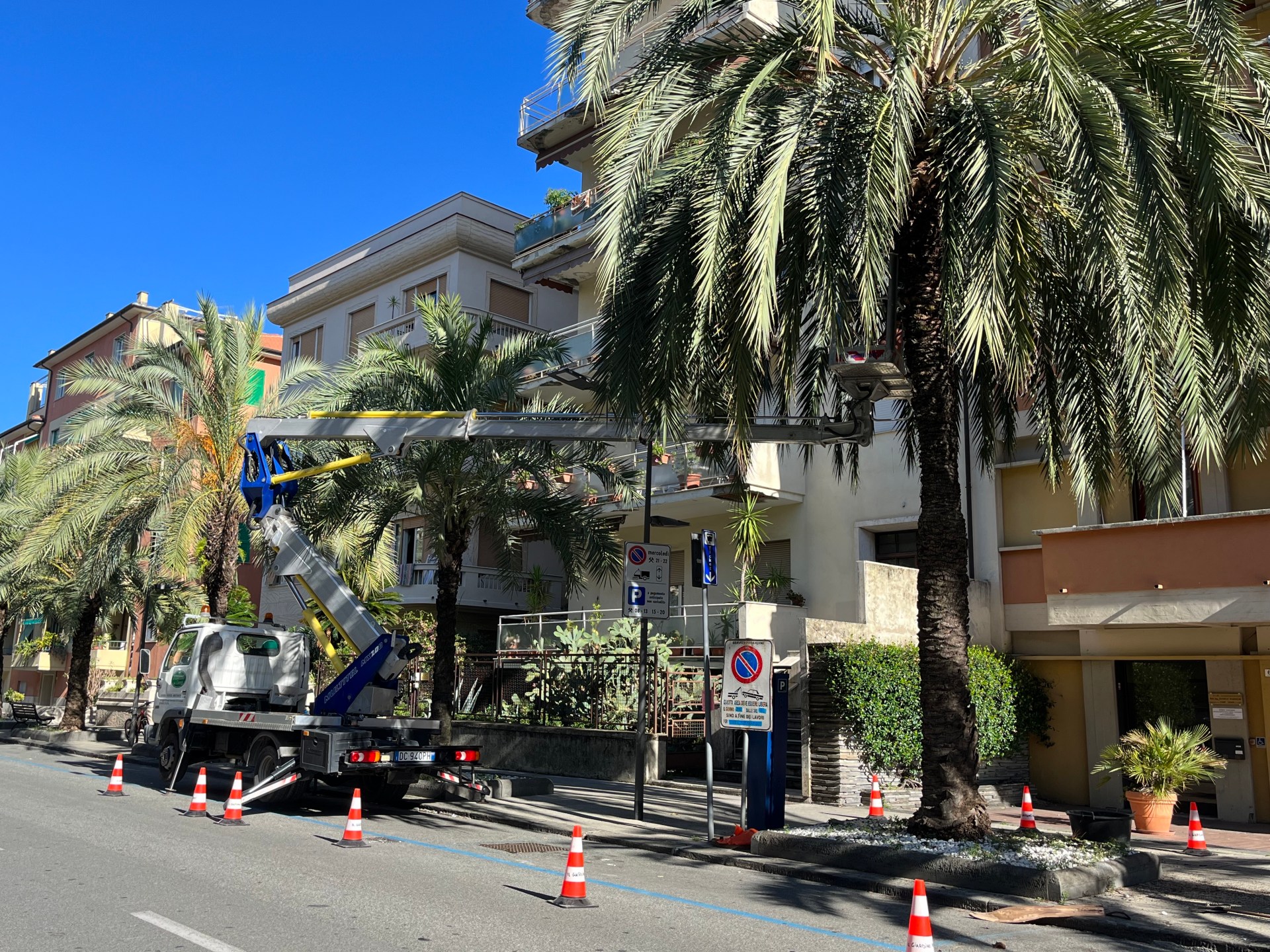 Chiavari: al via la potatura delle palme Phoenix dattilifere Chiavari: al via la potatura delle palme Phoenix dattilifere