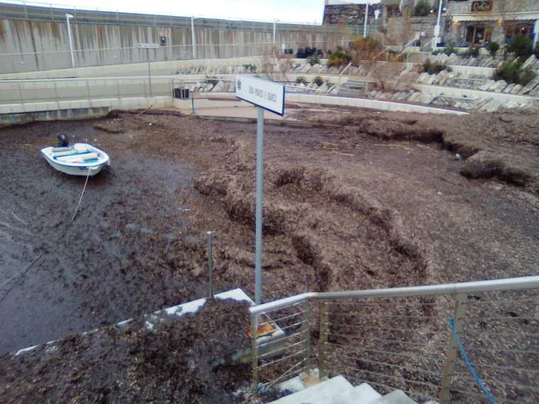 Porticciolo di Nervi di nuovo invaso dalla Posidonia, M5S: «Quanto costa rimuoverla? Progetto dannoso e dispendioso» Porticciolo di Nervi di nuovo invaso dalla Posidonia, M5S: «Quanto costa rimuoverla? Progetto dannoso e dispendioso»