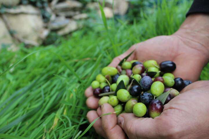 Agricoltura: domande aperte per i contributi a olivicoltura e zootecnia Agricoltura: domande aperte per i contributi a olivicoltura e zootecnia