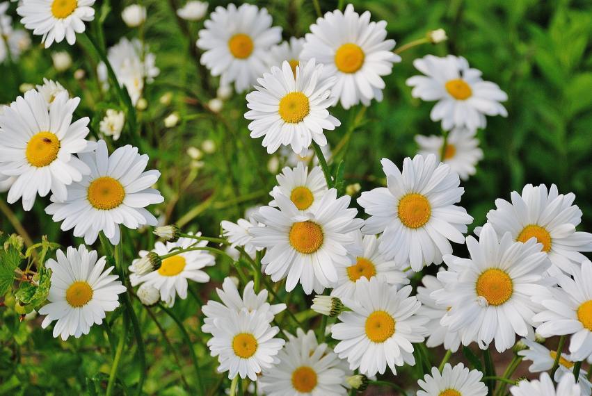 Floricoltura, Liguria leader nazionale: +4,6% nel 2021 sul biennio precedente Floricoltura, Liguria leader nazionale: +4,6% nel 2021 sul biennio precedente