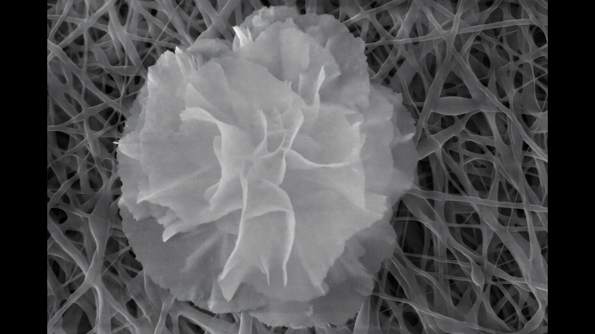 Future bandages could be armed with nanoflowers Future bandages could be armed with nanoflowers