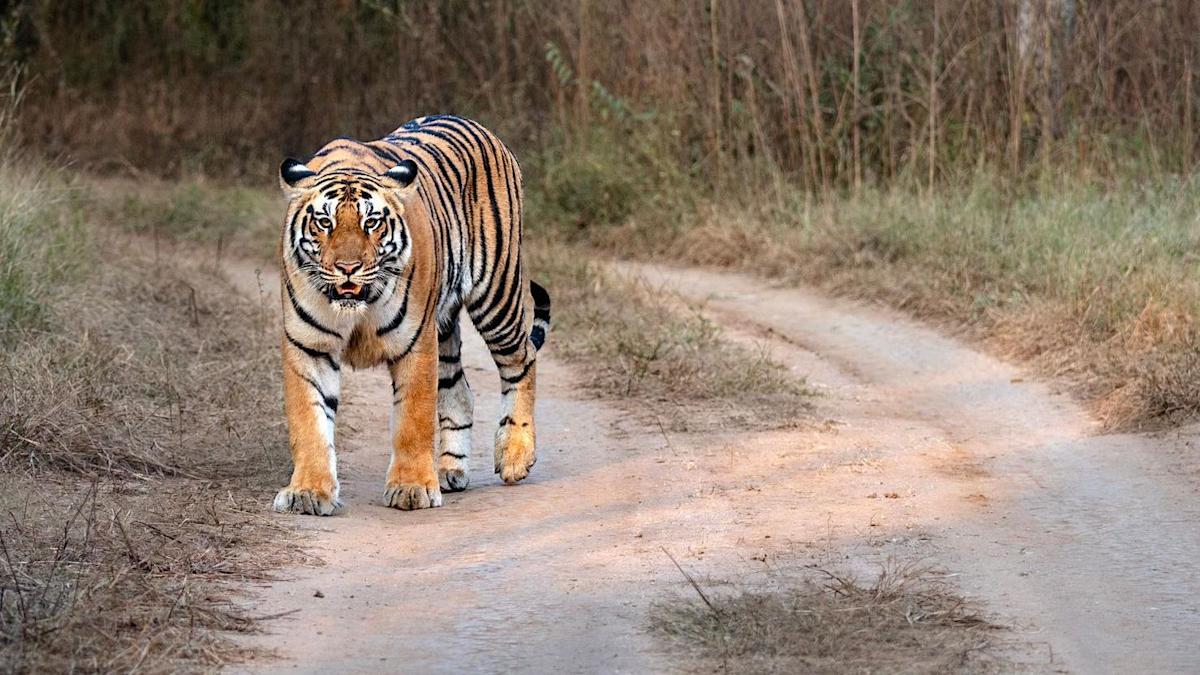 Nepal’s leader says the country has ‘too many tigers’ Nepal’s leader says the country has ‘too many tigers’