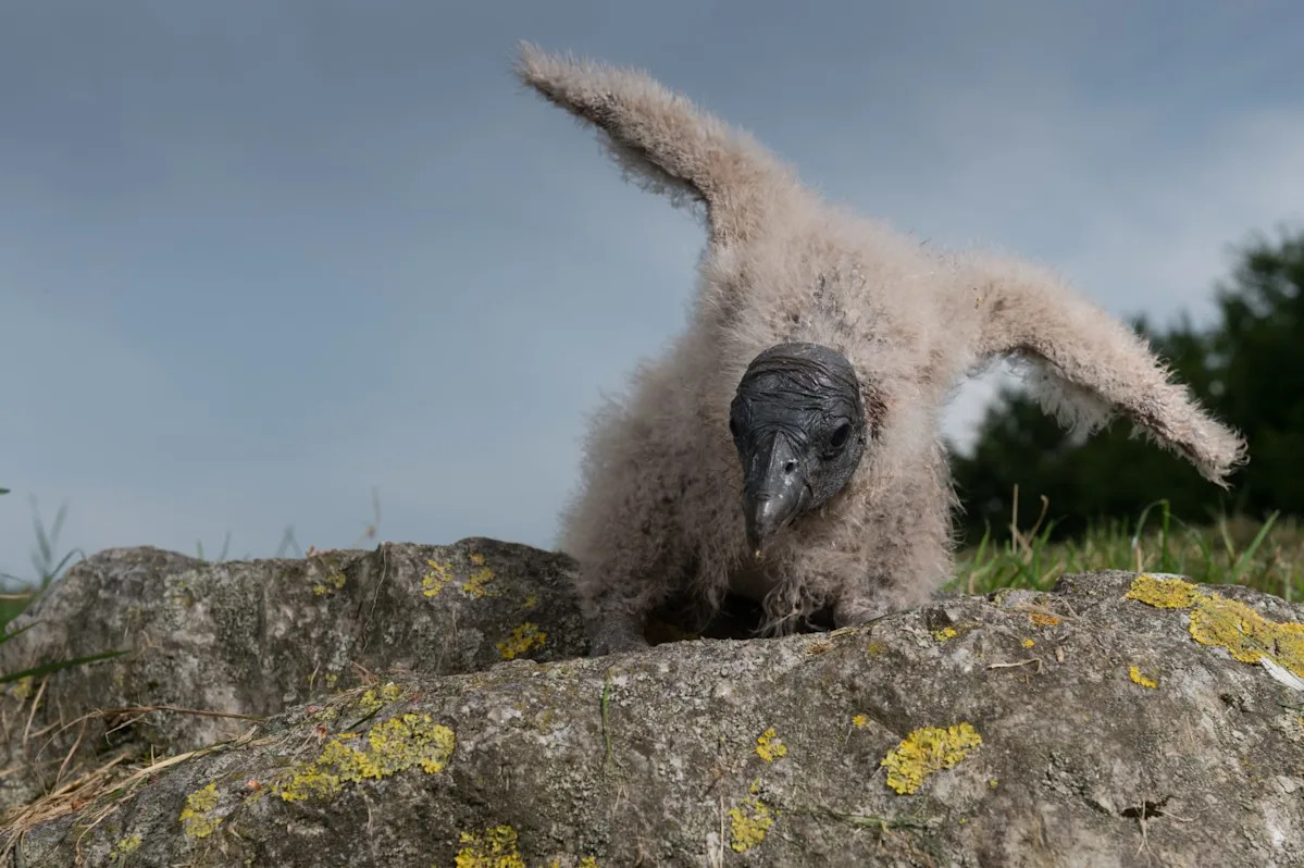 Why the Birth of Three Andean Condors Represents a Second Chance for the Species Why the Birth of Three Andean Condors Represents a Second Chance for the Species