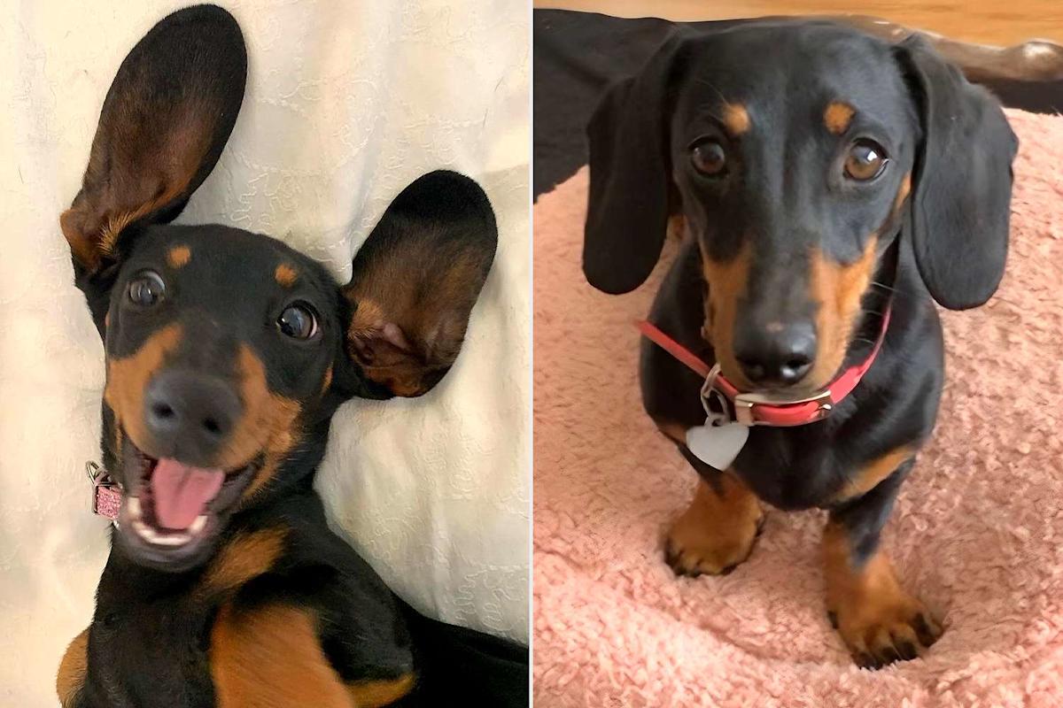 Wiener Dog Lost on Rugged Island for 529 Days Is Safe After 1,000 Hours of Searching, Rescue Says Wiener Dog Lost on Rugged Island for 529 Days Is Safe After 1,000 Hours of Searching, Rescue Says