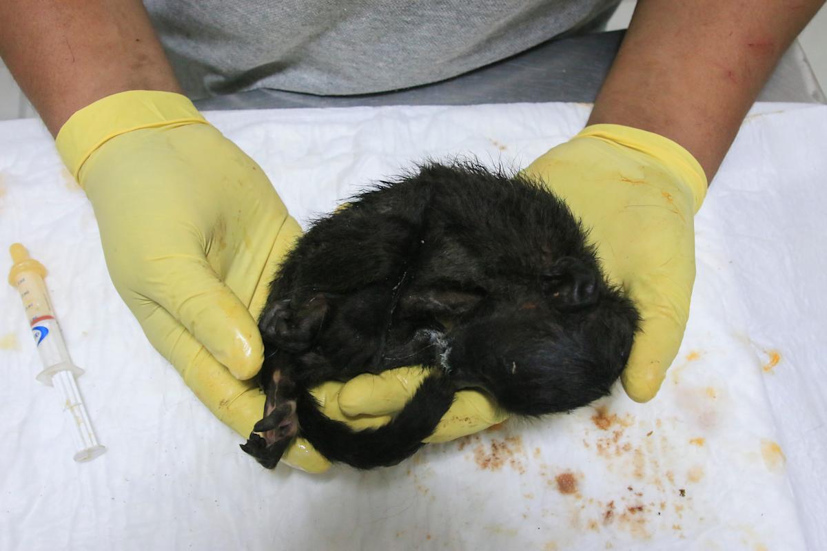 Extreme weather is having a dire effects on animals. Here’s what’s being done to protect them. Extreme weather is having a dire effects on animals. Here’s what’s being done to protect them.