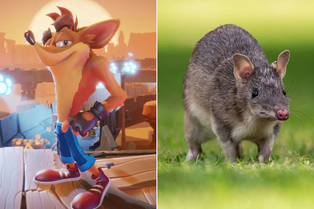 It’s Not Just a Video Game Character, Meet the ‘Snout-Poking’ Bandicoot It’s Not Just a Video Game Character, Meet the ‘Snout-Poking’ Bandicoot