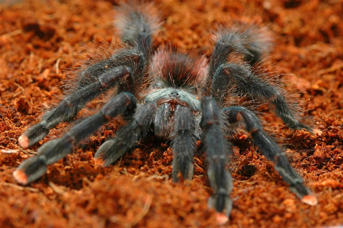 Discover the Nine-Inch Giants and Star Wars Ewok Tarantulas That Inhabit Peru Discover the Nine-Inch Giants and Star Wars Ewok Tarantulas That Inhabit Peru