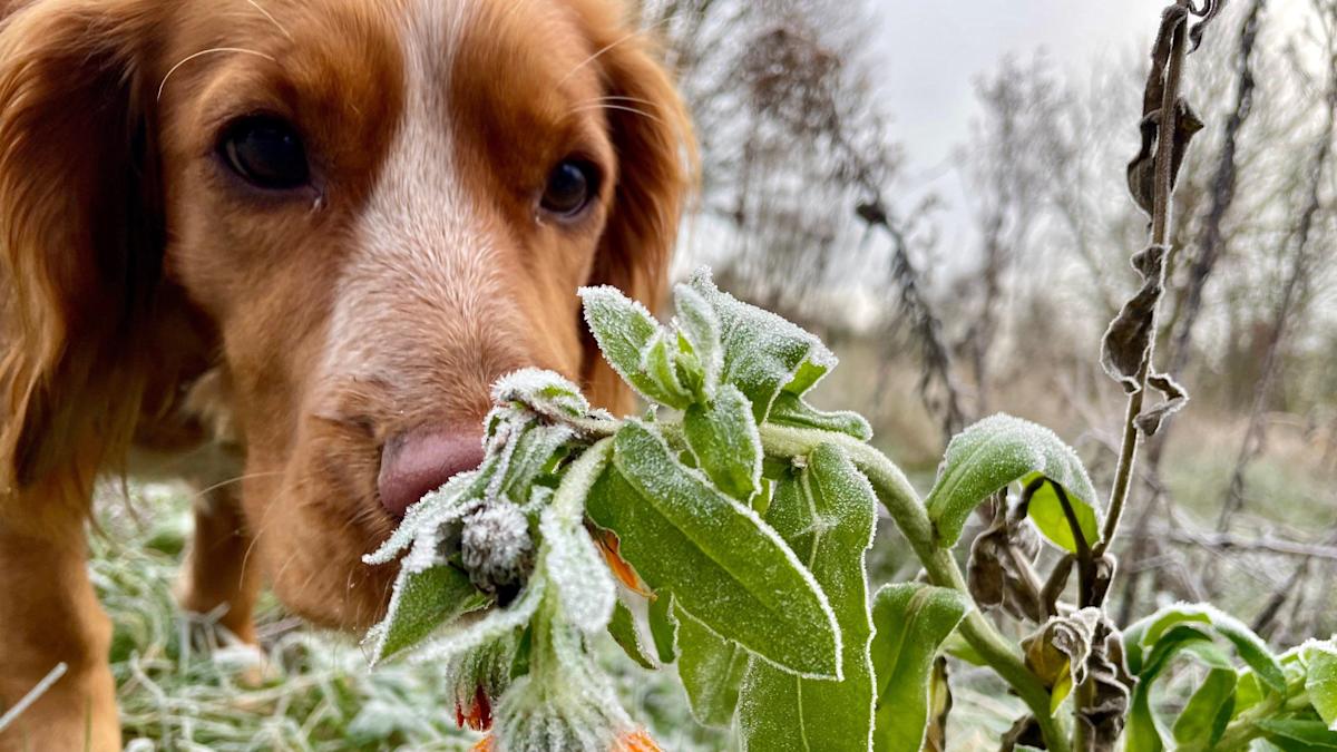 Your striking pictures of snow and frost across UK Your striking pictures of snow and frost across UK