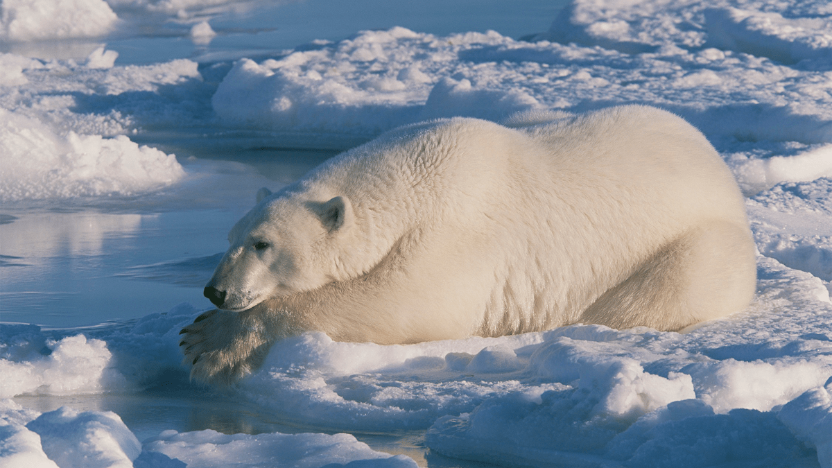 How do polar bears keep ice off their fur? Grease. How do polar bears keep ice off their fur? Grease.