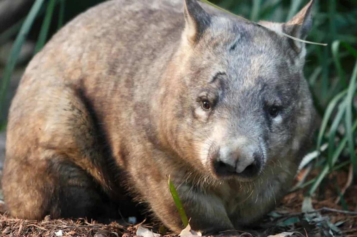 Northern Hairy-Nosed Wombat: From 35 Individuals to 400 and Counting Northern Hairy-Nosed Wombat: From 35 Individuals to 400 and Counting