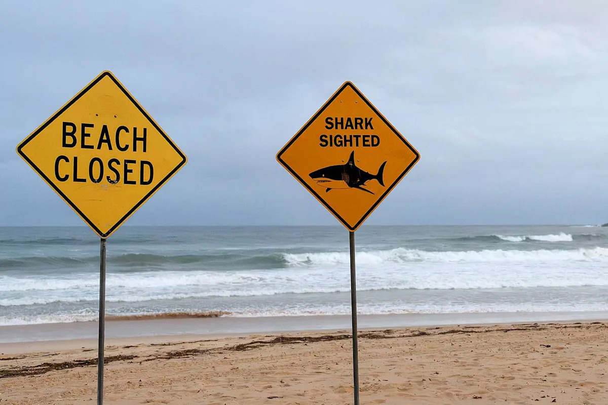 Fourth Shark Attack in 48 Hours on Australia’s New South Wales Coastline Sees Surfer, 39, Hospitalized with Chest Wound Fourth Shark Attack in 48 Hours on Australia’s New South Wales Coastline Sees Surfer, 39, Hospitalized with Chest Wound