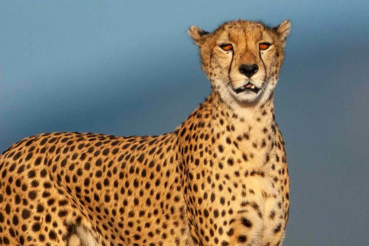 Scientists Found 7 Mummified Cheetahs That Could Provide Key Insight for Conservation Efforts: ‘Serendipitous Discovery’ Scientists Found 7 Mummified Cheetahs That Could Provide Key Insight for Conservation Efforts: ‘Serendipitous Discovery’