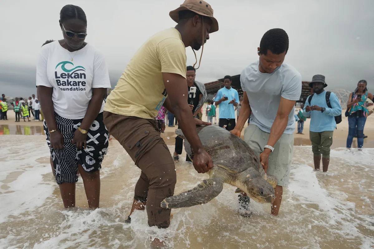 Conservation group rescues sea turtles caught in nets at Nigerian coastal city and rewards fishermen Conservation group rescues sea turtles caught in nets at Nigerian coastal city and rewards fishermen