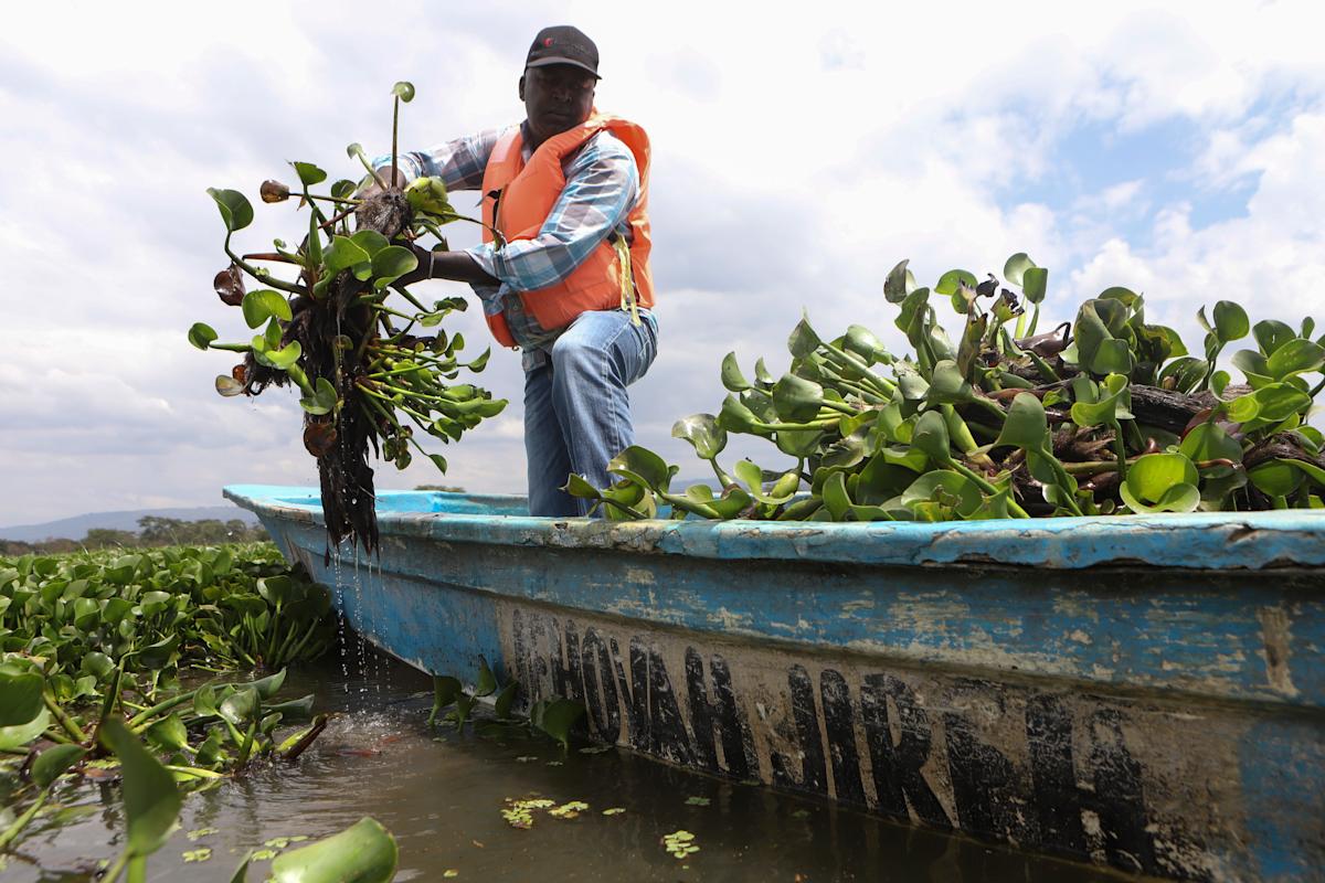 How the invasive water hyacinth is threatening fishermen’s livelihoods on a popular Kenyan lake How the invasive water hyacinth is threatening fishermen’s livelihoods on a popular Kenyan lake