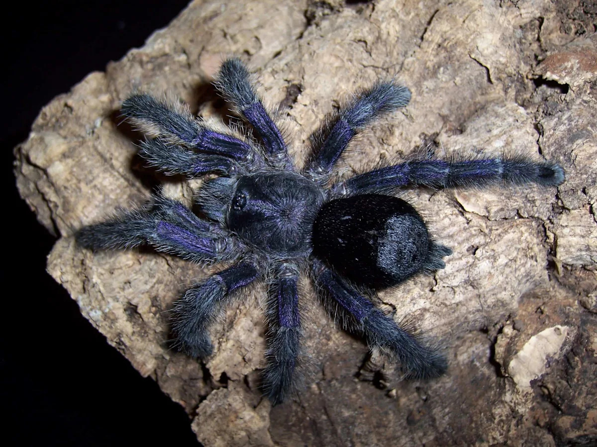 From the Rainforest to the Andes: Meet Over 60 Tarantula Species in Ecuador From the Rainforest to the Andes: Meet Over 60 Tarantula Species in Ecuador