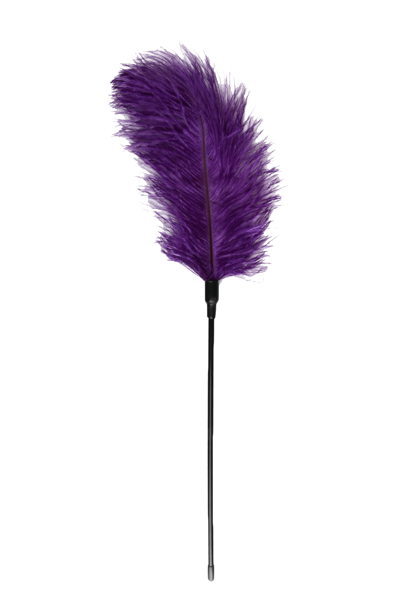 Federkitzler in violett