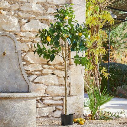 Deko-Baum Darfield Deko-Baum Darfield