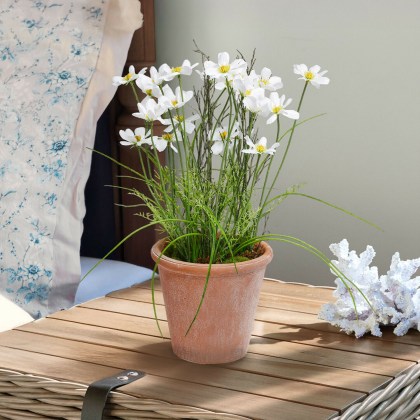 Deko-Topfpflanze Harmoise