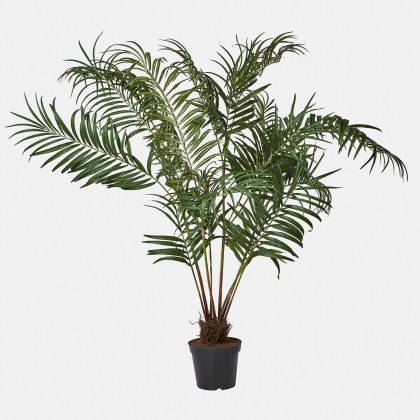 Deko-Palmenplanze MersinaDeko-Palmenplanze Mersina – Bild 3