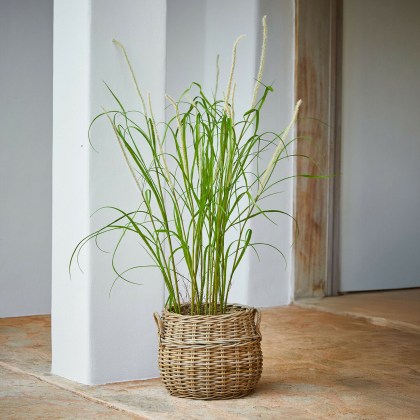 Deko-Schilfpflanze Clarisa