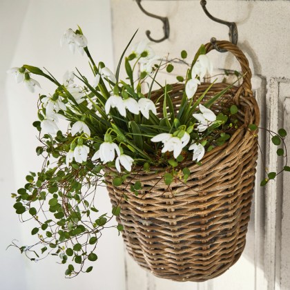 Korb KorovuKorb Korovu – Bild 4