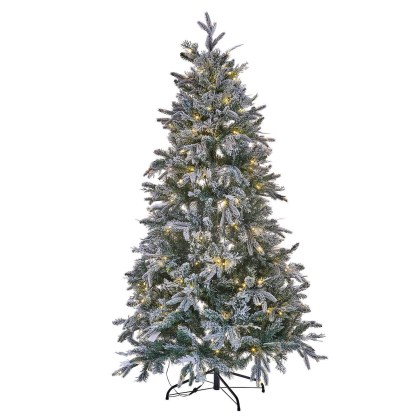 Weihnachtsbaum CadeliseWeihnachtsbaum Cadelise – Bild 3
