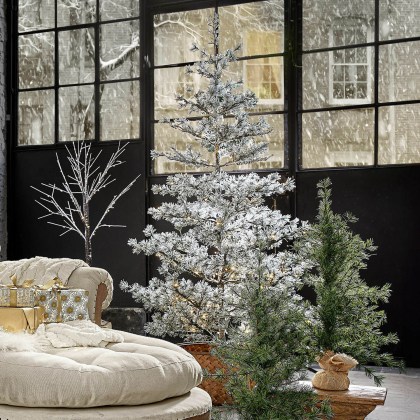 Weihnachtsbaum SapiWeihnachtsbaum Sapi – Bild 4