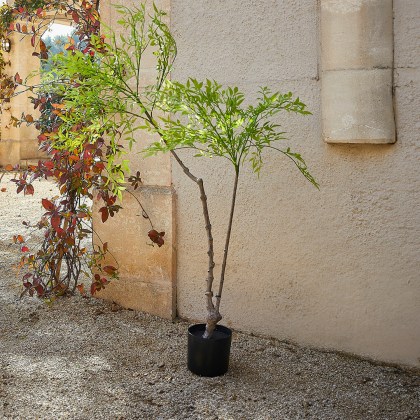 Deko-Topfpflanze 2.Wahl Avenelle