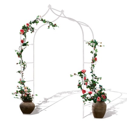 Rosenbogen DimarusRosenbogen Dimarus – Bild 3