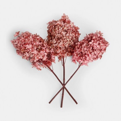 Trockenblume 3er Set AmélorieTrockenblume 3er Set Amélorie – Bild 3