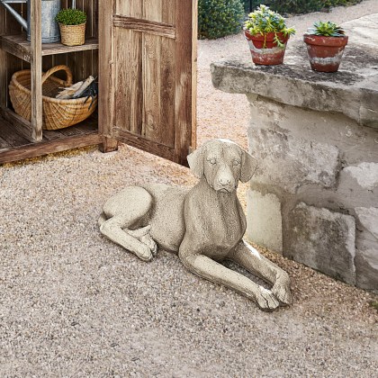 Hund SocrateHund Socrate – Bild 4