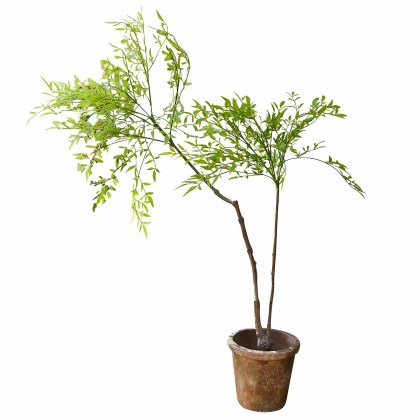 Deko-Topfpflanze 2.Wahl AvenelleDeko-Topfpflanze 2.Wahl Avenelle – Bild 3