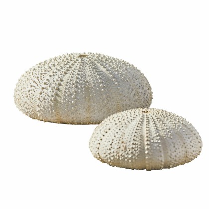 Deko-Seeigel 2er Set KimbarDeko-Seeigel 2er Set Kimbar – Bild 3