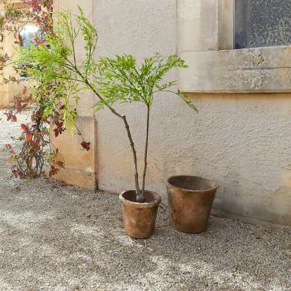 Deko-Topfpflanze 2.Wahl Avenelle