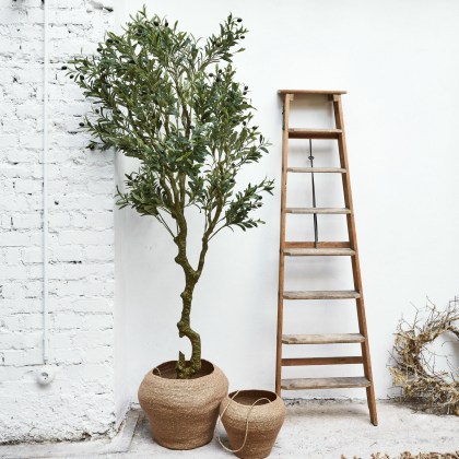 Deko-Topfpflanze DamblyDeko-Topfpflanze Dambly – Bild 5