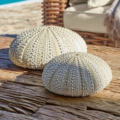 Deko-Seeigel 2er Set KimbarDeko-Seeigel 2er Set Kimbar – Bild 4