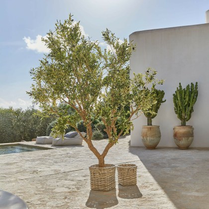 Deko-Olivenbaum Nolaria Deko-Olivenbaum Nolaria