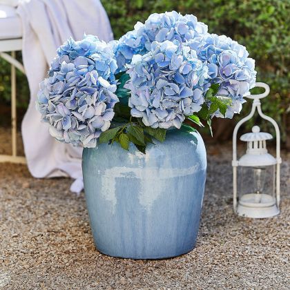 Vase Uxemir Vase Uxemir