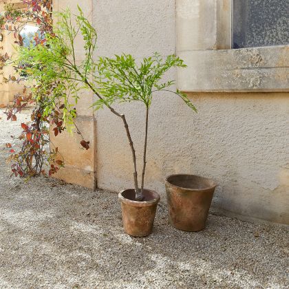 Deko-Topfpflanze 2.Wahl Avenelle Deko-Topfpflanze 2.Wahl Avenelle
