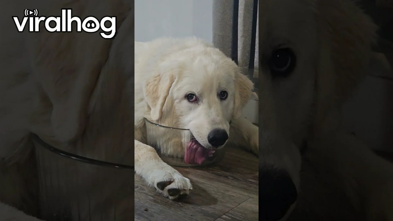 Great Pyrenees Puppy is a Drama Queen Every Time She Licks Water Bowl Dry Great Pyrenees Puppy is a Drama Queen Every Time She Licks Water Bowl Dry