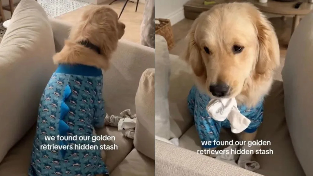 Video: Owners Find Golden Retriever’s ‘Hidden Stash’ Video: Owners Find Golden Retriever’s ‘Hidden Stash’